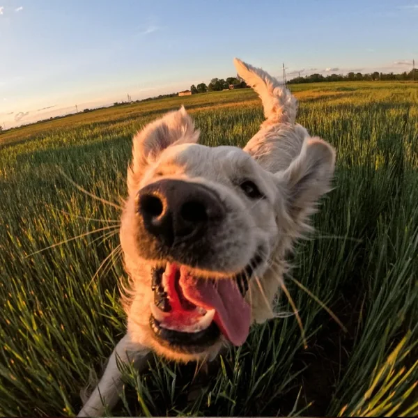 Camera action sport sous marine GoPro HERO13 Black + Micro Sd 64GB